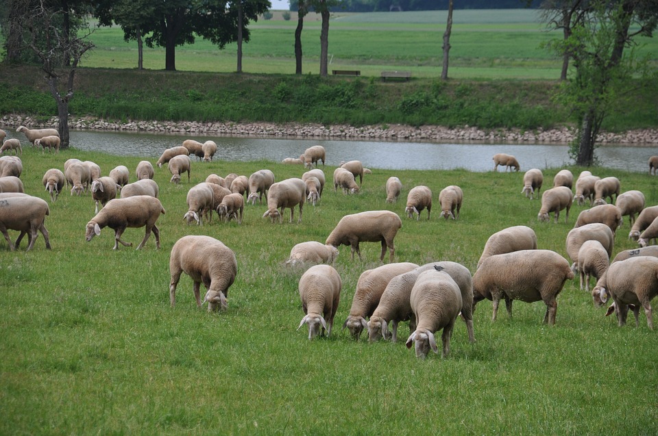 Ce este lâna merinos?