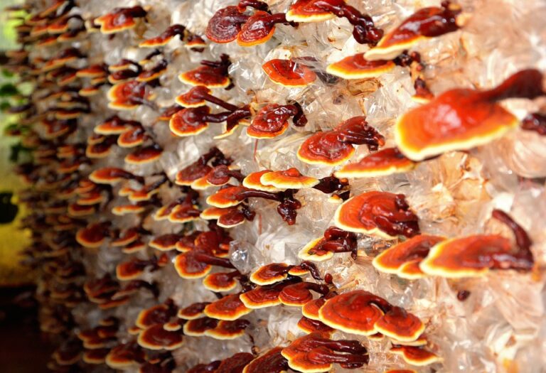 Ganoderma – remediul naturist care ne protejează de apariția cancerului