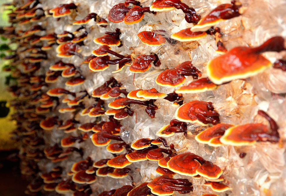 Ganoderma – remediul naturist care ne protejează de apariția cancerului