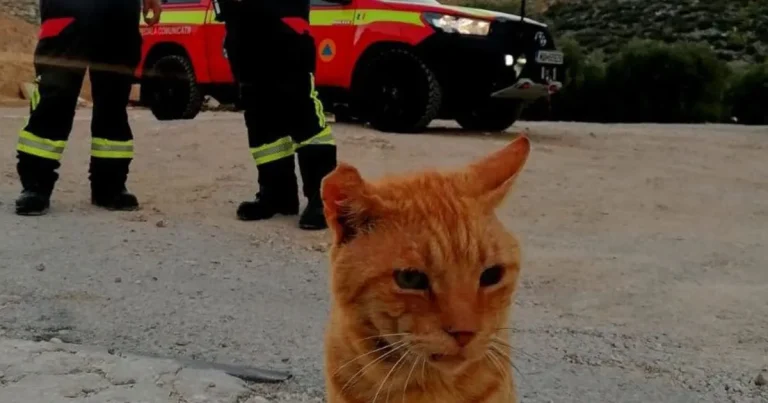 Motanul Garfield, mascota pompierilor români aflați în misiune în Grecia